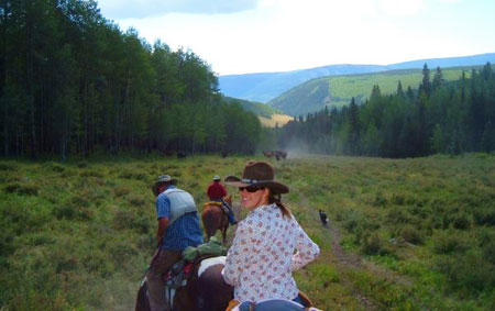 Cattle Drive in Colorado