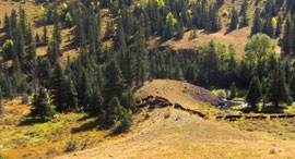 Moving Cows in Colorado