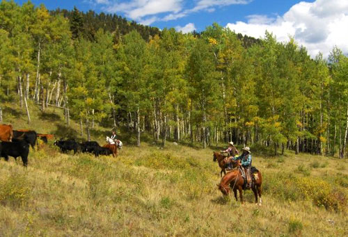 Cattle Drive in Colorado